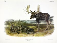 Moose Deer, Cervus Alces, 1845