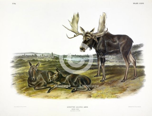 Moose Deer, Cervus Alces, 1845.