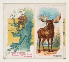 Moose, from Quadrupeds series (N41) for Allen & Ginter Cigarettes, 1890. Creator: Allen & Ginter
