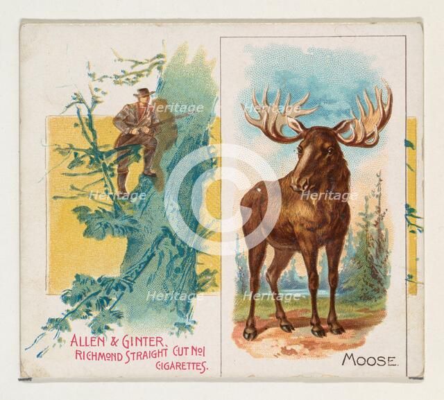 Moose, from Quadrupeds series (N41) for Allen & Ginter Cigarettes, 1890. Creator: Allen & Ginter.