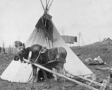 Moose harnessed for work beside tepee [i.e. tipi], 1916(?). Creator: C. W. Mathers