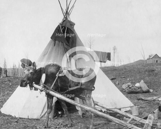 Moose harnessed for work beside tepee [i.e. tipi], 1916(?). Creator: C. W. Mathers.