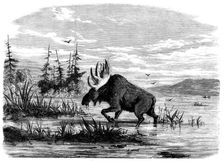 Moose-hunting in Canada - a Bull Moose feeding, 1858. Creator: Unknown