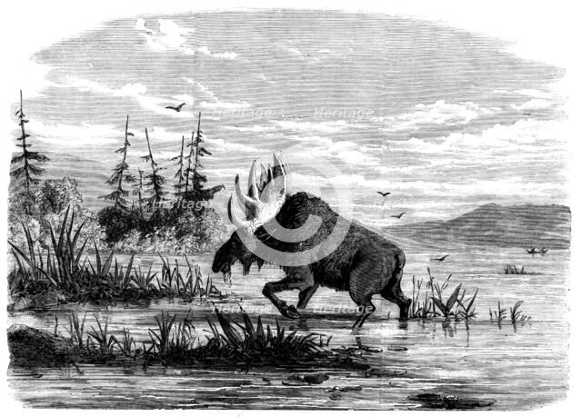 Moose-hunting in Canada - a Bull Moose feeding, 1858. Creator: Unknown.