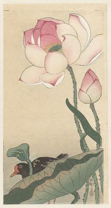 Moorhen with Lotus Flowers, Between 1910 and 1920. Creator: Ohara, Koson (1877-1945)