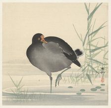 Moorhen. Creator: Ohara, Koson (1877-1945)
