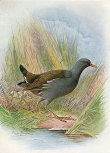 Moorhen or Waterhen - Gallin'ula chlor'opus c1910, (1910). Artist: George James Rankin