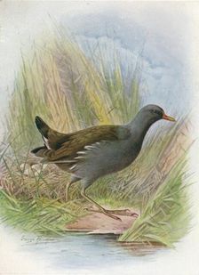 Moorhen or Waterhen - Gallin'ula chlor'opus c1910, (1910). Artist: George James Rankin