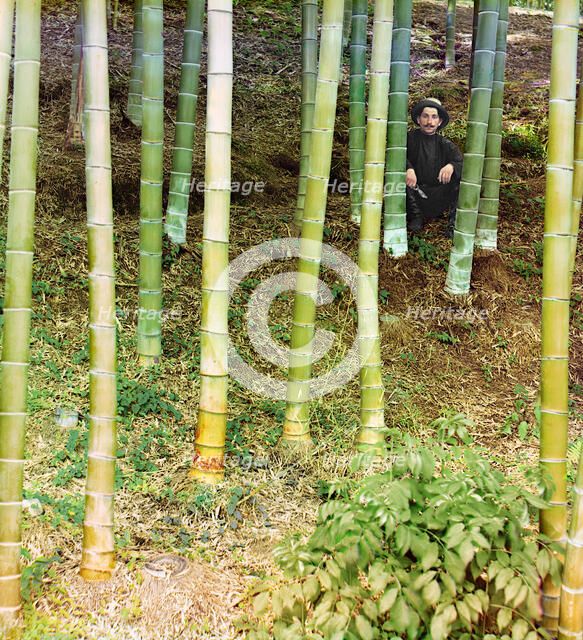 Moozo bamboo, Chakva, between 1905 and 1915. Creator: Sergey Mikhaylovich Prokudin-Gorsky.