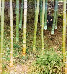 Moozo bamboo, Chakva, between 1905 and 1915. Creator: Sergey Mikhaylovich Prokudin-Gorsky