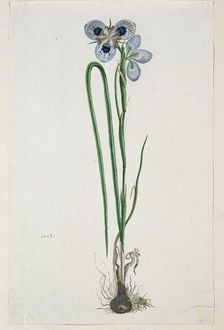 Moraea aristata (D. Delaroche) Aschers & Graebn. (Blue-eyed uintjie), 1777-1786. Creator: Robert Jacob Gordon