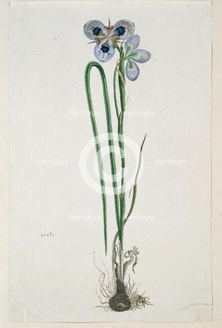 Moraea aristata (D. Delaroche) Aschers & Graebn. (Blue-eyed uintjie), 1777-1786. Creator: Robert Jacob Gordon.