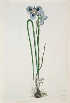 Moraea aristata (D. Delaroche) Aschers & Graebn. (Blue-eyed uintjie), 1777-1786. Creator: Robert Jacob Gordon