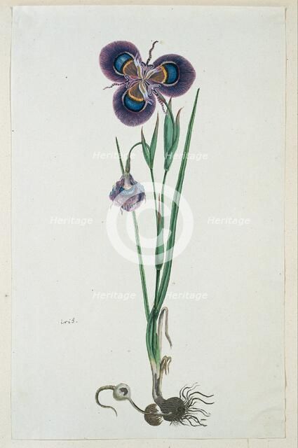 Moraea villosa Ker-Gawl. (Cape tulip), 1777-1786. Creator: Robert Jacob Gordon.