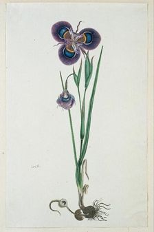 Moraea villosa Ker-Gawl. (Cape tulip), 1777-1786. Creator: Robert Jacob Gordon