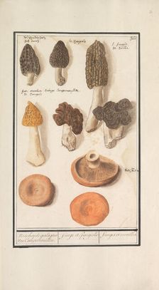 Morels (Morchella), 1596-1610. Creators: Anselmus de Boodt, Elias Verhulst