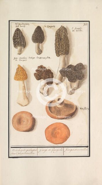 Morels (Morchella), 1596-1610. Creators: Anselmus de Boodt, Elias Verhulst.