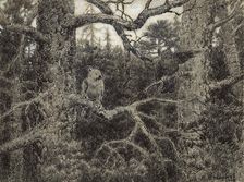 Morning Daybreak in the Wilds of Krasnoyarsk Taiga, 1904. Creator: Boris Vasilievich Smirnov