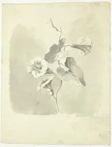 Morning Glories, n.d. Creator: Pierre Antoine Mongin