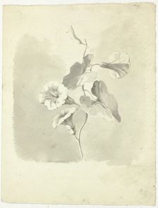 Morning Glories, n.d. Creator: Pierre Antoine Mongin