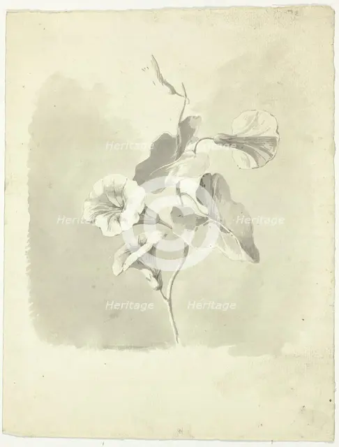 Morning Glories, n.d. Creator: Pierre Antoine Mongin.