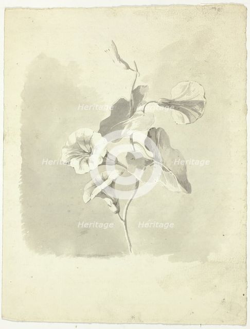 Morning Glories, n.d. Creator: Pierre Antoine Mongin.