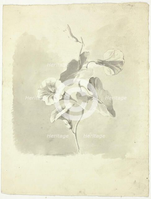 Morning Glories, n.d. Creator: Pierre Antoine Mongin.