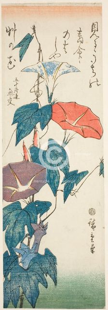 Morning Glories, c. 1840s. Creator: Ando Hiroshige.