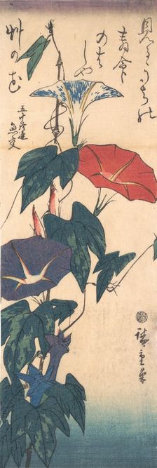 Morning Glories, ca. 1843., ca. 1843. Creator: Ando Hiroshige