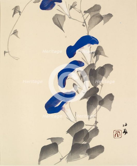 Morning glory, 1901 - 1942. Creator: Takeuchi Seiho.