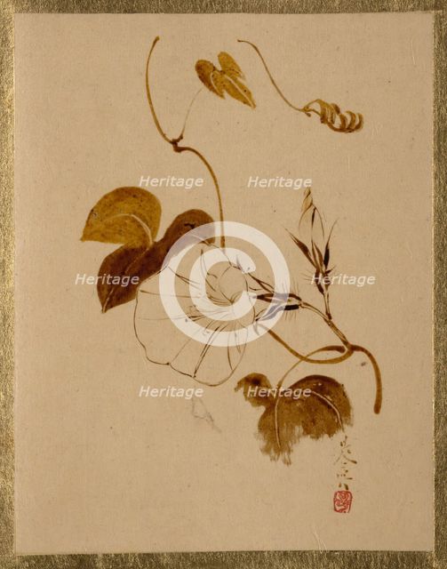 Morning Glory. Creator: Shibata Zeshin.