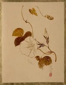 Morning Glory. Creator: Shibata Zeshin
