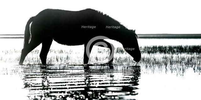 Morning Impression. Creator: Eve Turek.