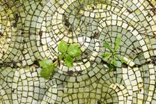 Mosaic floor, Doxford House, Silksworth, Sunderland, 2014. Creator: Alun Bull
