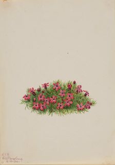 Moss Campion (Silene acaulis), 1924. Creator: Mary Vaux Walcott
