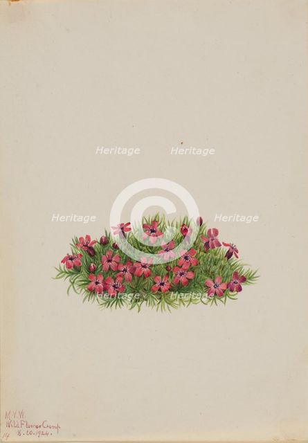 Moss Campion (Silene acaulis), 1924. Creator: Mary Vaux Walcott.