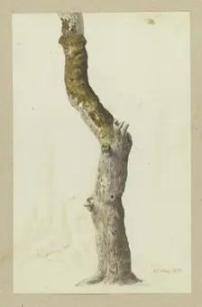 Moss-covered tree trunk, 1837. Creator: Carl Theodor Reiffenstein