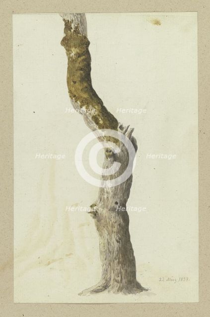 Moss-covered tree trunk, 1837. Creator: Carl Theodor Reiffenstein.