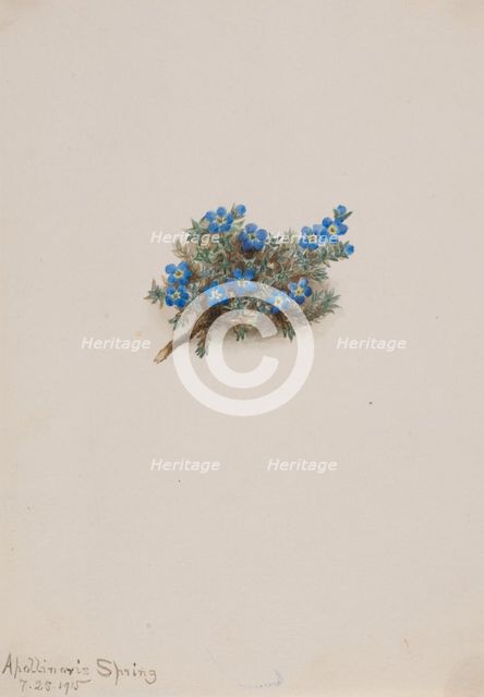 Moss Forget-me-not (Eritichum elongatum), 1915. Creator: Mary Vaux Walcott.