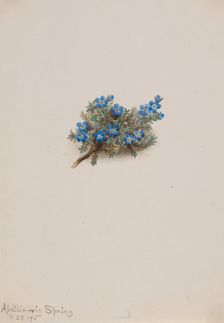 Moss Forget-me-not (Eritichum elongatum), 1915. Creator: Mary Vaux Walcott