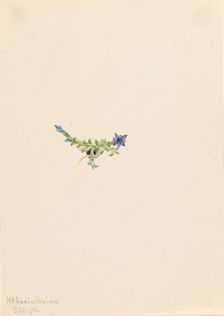 Moss Gentian (Gentiana prostrata), 1916. Creator: Mary Vaux Walcott