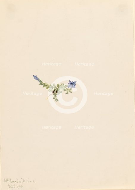 Moss Gentian (Gentiana prostrata), 1916. Creator: Mary Vaux Walcott.