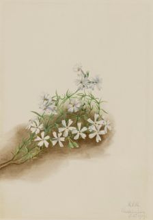 Moss Pink (Phlox subulate), 1919. Creator: Mary Vaux Walcott