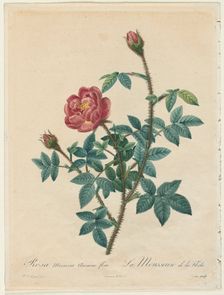 Moss Rose, 1817-1824. Creator: Henry Joseph Redouté (French, 1766-1853)