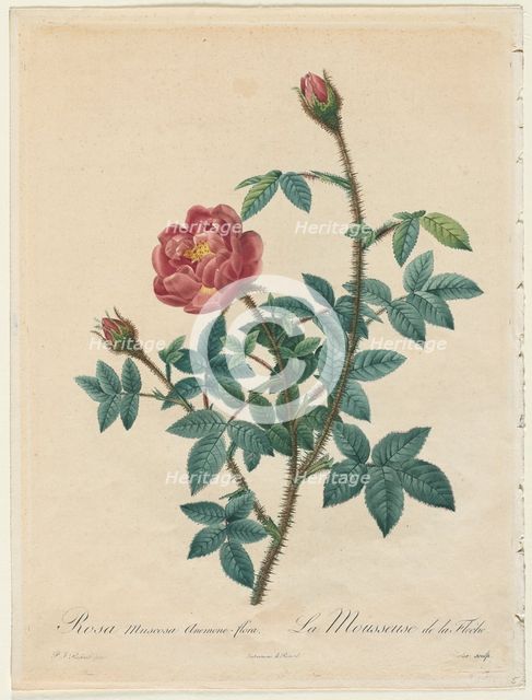 Moss Rose, 1817-1824. Creator: Henry Joseph Redouté (French, 1766-1853).
