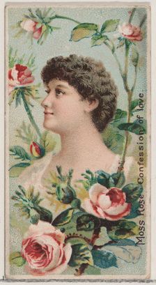 Moss Rose: Confession of Love, from the series Floral Beauties and Language of Flowers (N7..., 1892. Creator: Donaldson Brothers