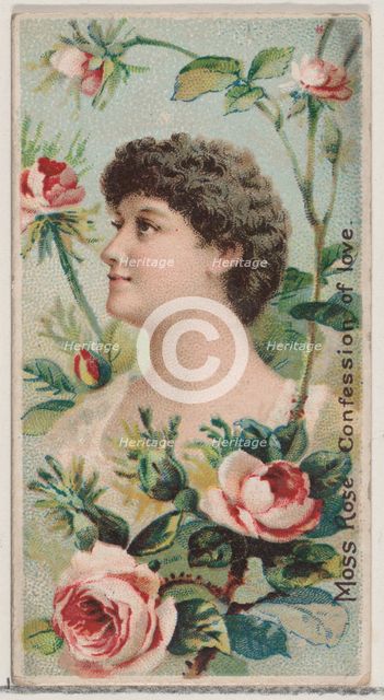 Moss Rose: Confession of Love, from the series Floral Beauties and Language of Flowers (N7..., 1892. Creator: Donaldson Brothers.