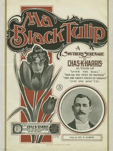 Ma black tulip 1900. Creator: Unknown