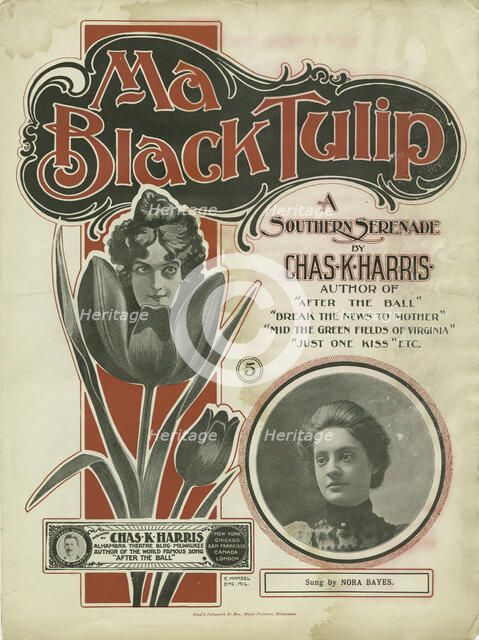 'Ma black tulip', 1900. Creator: Unknown.