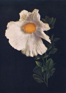 Matilija Poppy c1915, (1915). Artist: Emma Graham Clock